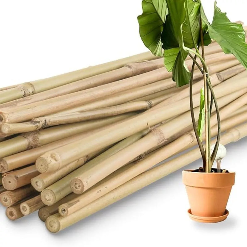 Estaca Tutor de Bambu Natural Tratado Ecológico - 30 Peças